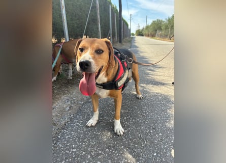Verschmuster Beagle-Mischling Yannis