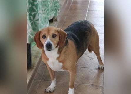 Verschmuster Beagle-Mischling Yannis