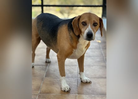 Verschmuster Beagle-Mischling Yannis