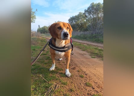 Verschmuster Beagle-Mischling Yannis