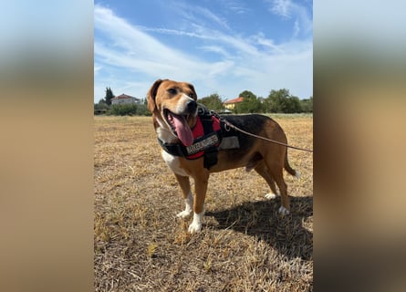 Verschmuster Beagle-Mischling Yannis