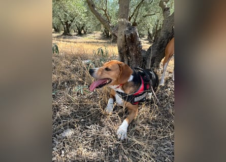 Verschmuster Beagle-Mischling Yannis