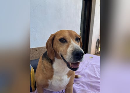 Verschmuster Beagle-Mischling Yannis
