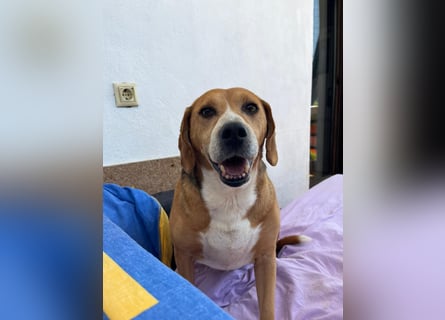 Verschmuster Beagle-Mischling Yannis