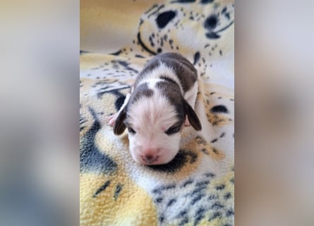 Beaglewelpen reinrassig mit Papieren