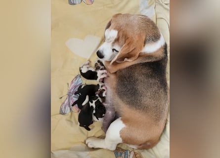 Beaglewelpen reinrassig mit Papieren