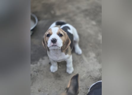 Beagle Welpen