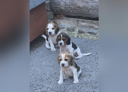 Beagle Welpen