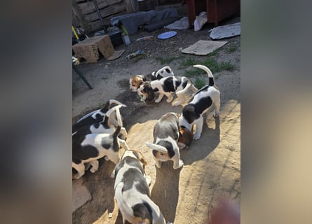 Beagle Welpen