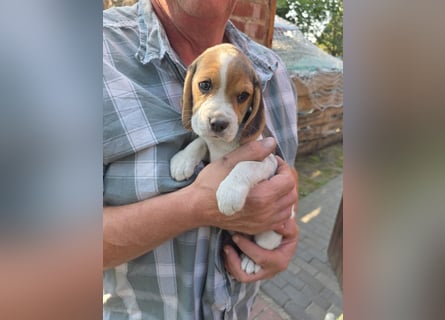 Beagle Welpen