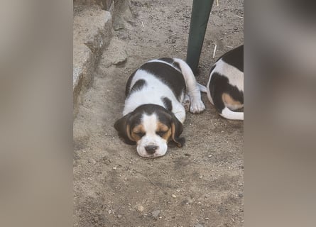 Beagle Welpen