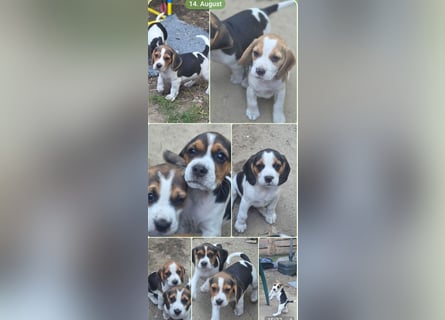 Beagle Welpen