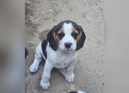 Beagle Welpen