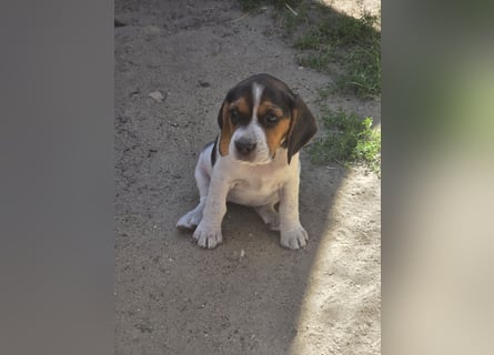 Beagle Welpen
