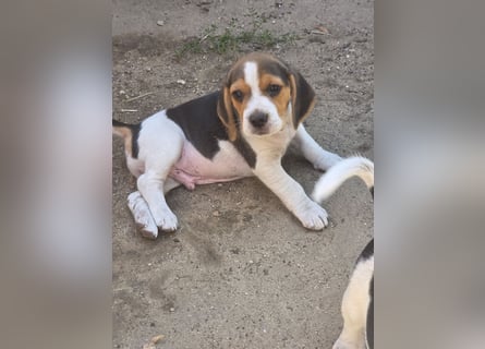 Beagle Welpen