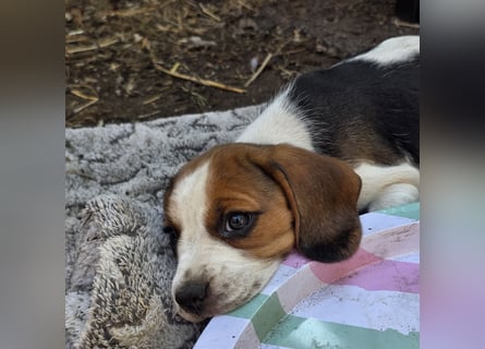Beagle Welpen