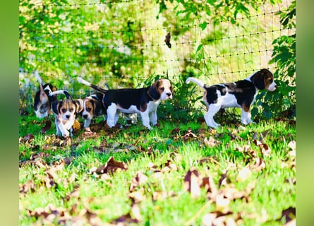 BEAGLIER-WELPEN F1 aus Etischer Zucht mit FCI-reinrassigen Eltern! CHAMPION BLUTLINIE