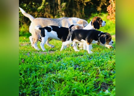 BEAGLIER-WELPEN F1 aus Etischer Zucht mit FCI-reinrassigen Eltern! CHAMPION BLUTLINIE
