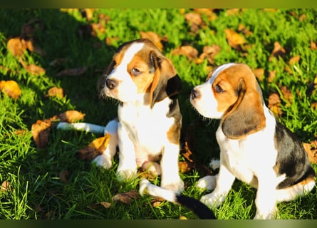 BEAGLIER-WELPEN F1 aus Etischer Zucht mit FCI-reinrassigen Eltern! CHAMPION BLUTLINIE