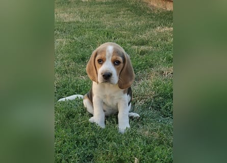Beaglewelpen reinrassig mit Papieren