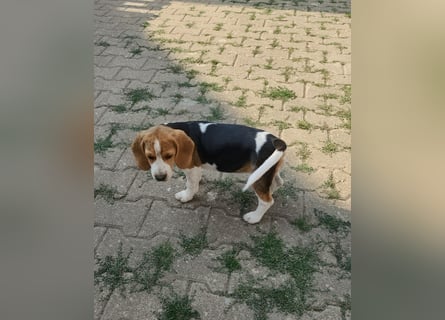 Beaglewelpen reinrassig mit Papieren