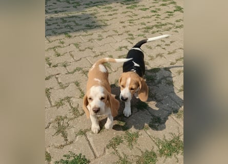 Beaglewelpen reinrassig