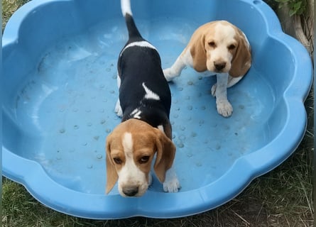Beaglewelpen reinrassig mit Papieren