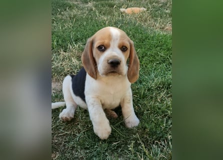 Beaglewelpen reinrassig mit Papieren