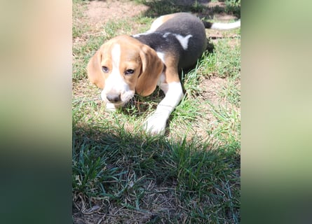 Beaglewelpen reinrassig