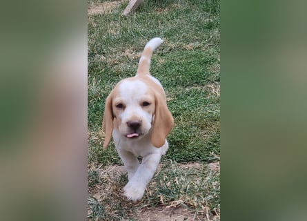 Beaglewelpen reinrassig mit Papieren