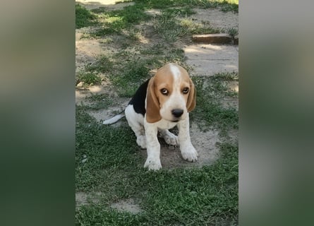 Beaglewelpen reinrassig mit Papieren