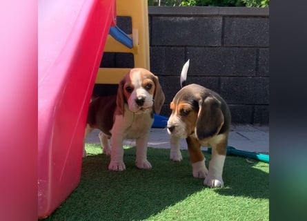Beagle Welpen