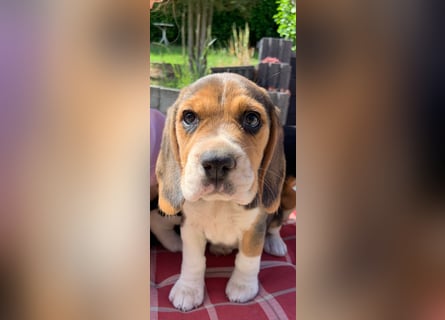 Beagle Welpen