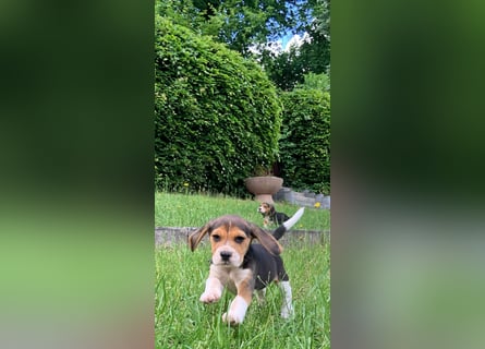 Beagle Welpen