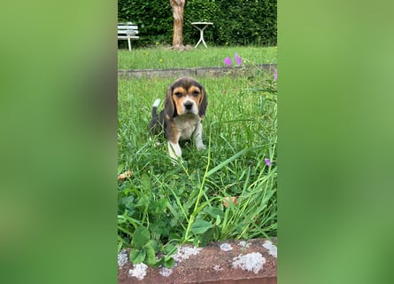 Beagle Welpen