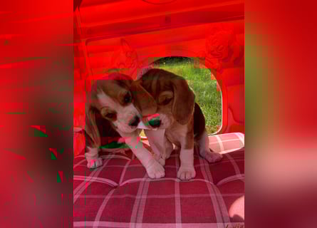 Beagle Welpen