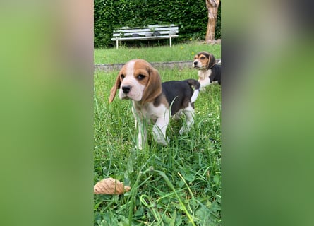 Beagle Welpen