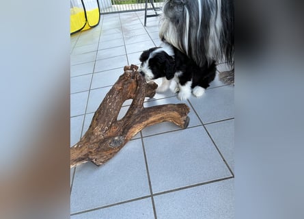Bearded Collie Welpe Hoss such nette Familie