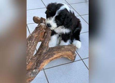 Bearded Collie Welpe Hoss such nette Familie