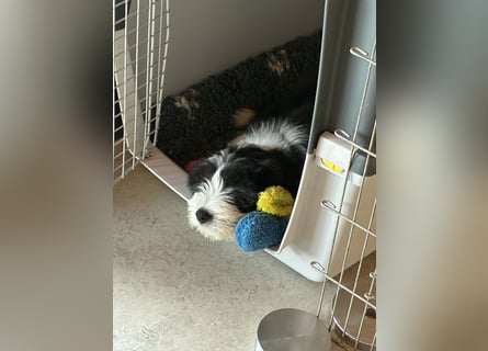 Bearded Collie Welpe Hoss such nette Familie