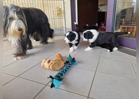 Bearded Collie Welpe Hoss such nette Familie