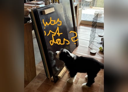 Bearded Collie Welpe Hoss such nette Familie