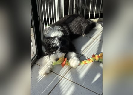 Bearded Collie Welpe Hoss such nette Familie