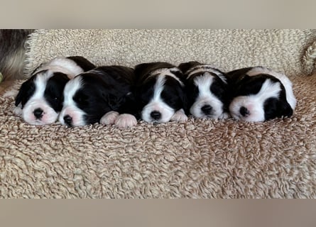 Bearded Collie Welpe Hoss such nette Familie