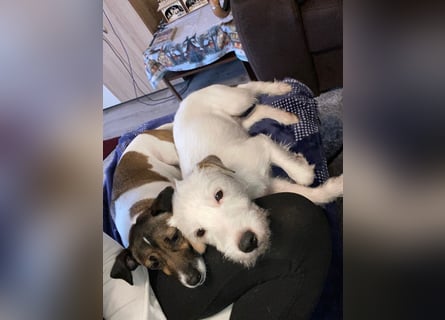 Rüde Braun Weiß Parson Russell Terrier Welpen Bild und Video neu