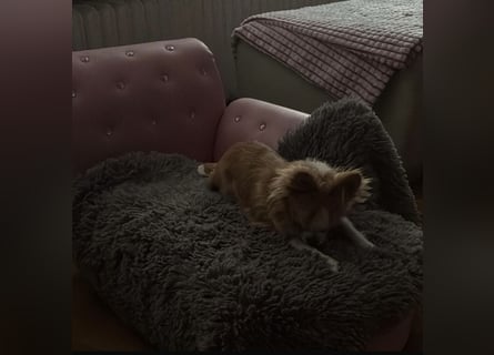 Süße, kleine Maus, sucht liebevolle Familie