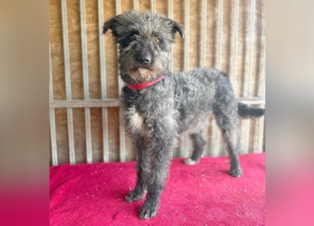 ❤️ kuschelige Familienhündin TAMI - 2 Jahre, 45cm/14kg - Schnauzer-Pumi-Mix ❤️