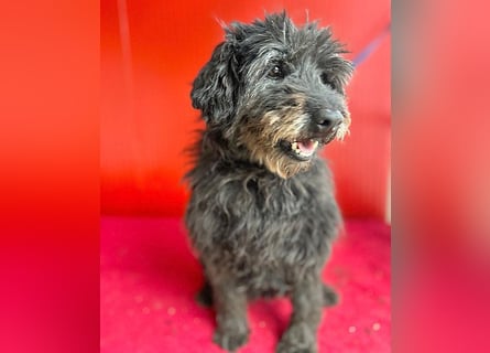 liebenswerte DORKA - 9 Jahre, 38cm/10,5kg - Schnauzer-Mix