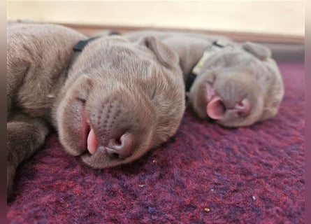 Labrador silber Welpen mit Ahnennachweis 12.08.24 geboren