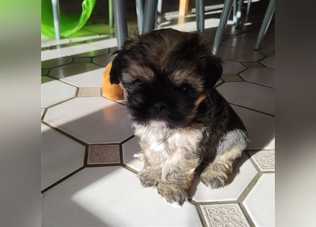 Shih tzu  Welpen